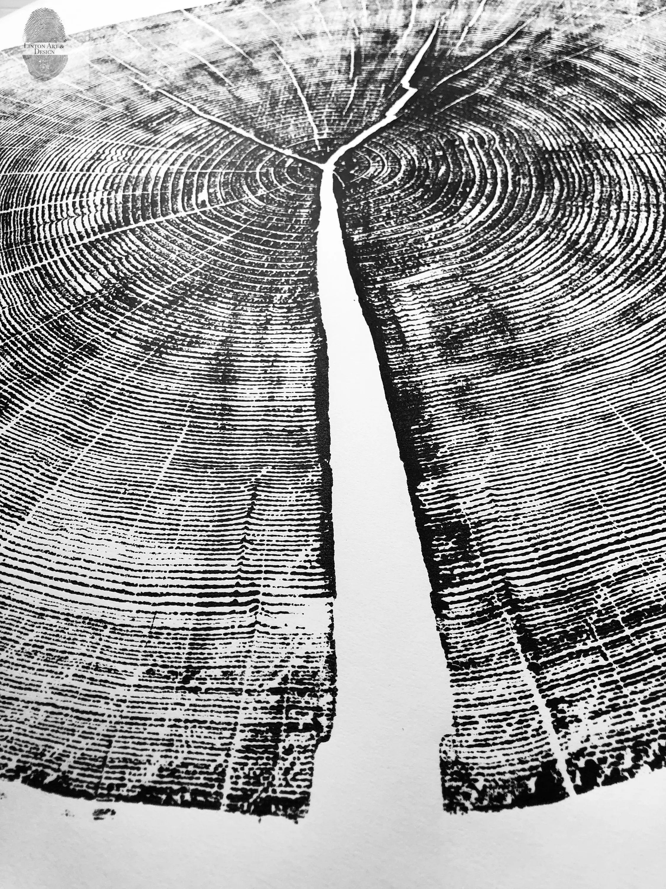 Yosemite National Park, California Pine - 36x36 print