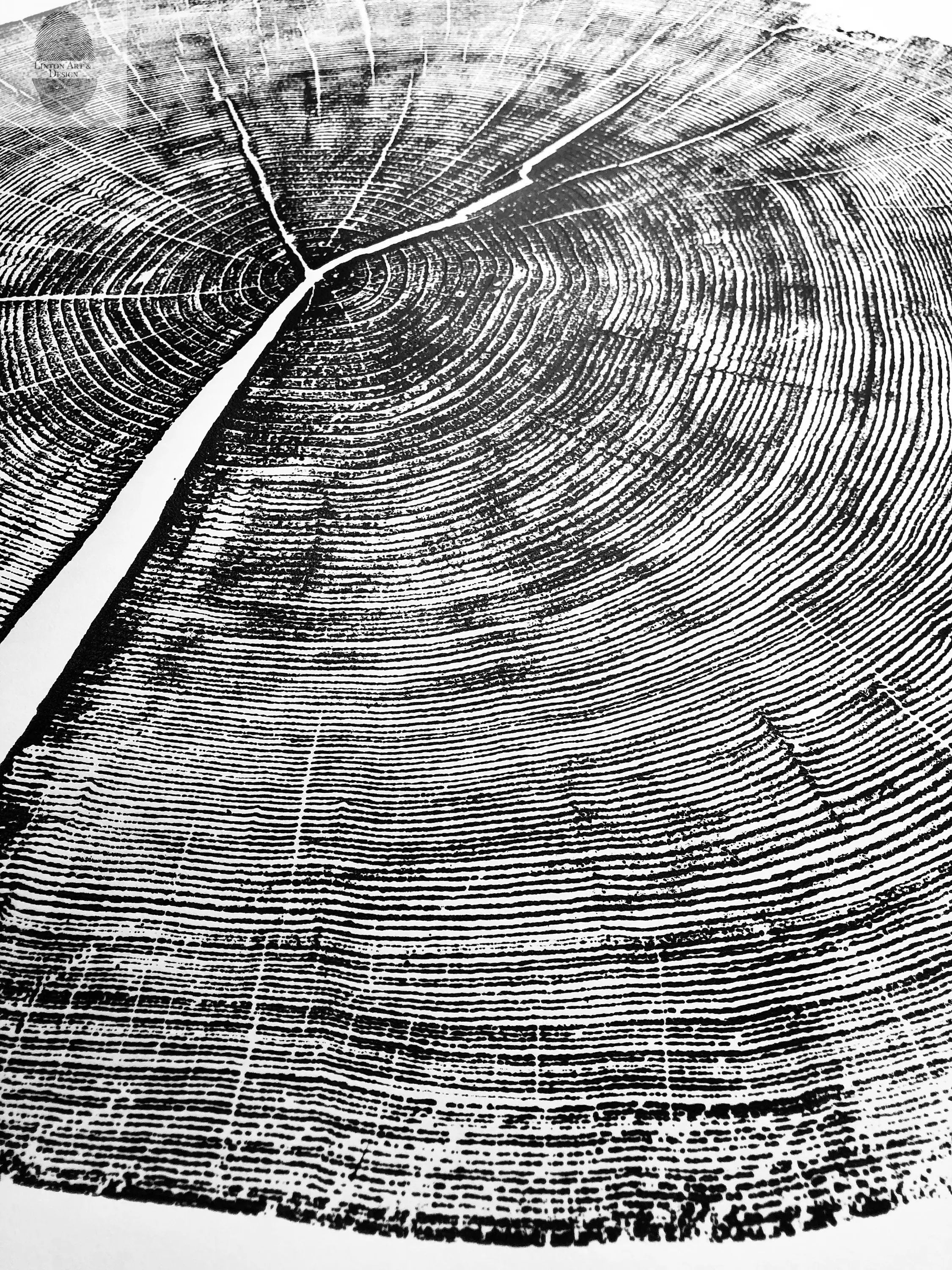 Yosemite National Park, California Pine - 36x36 print