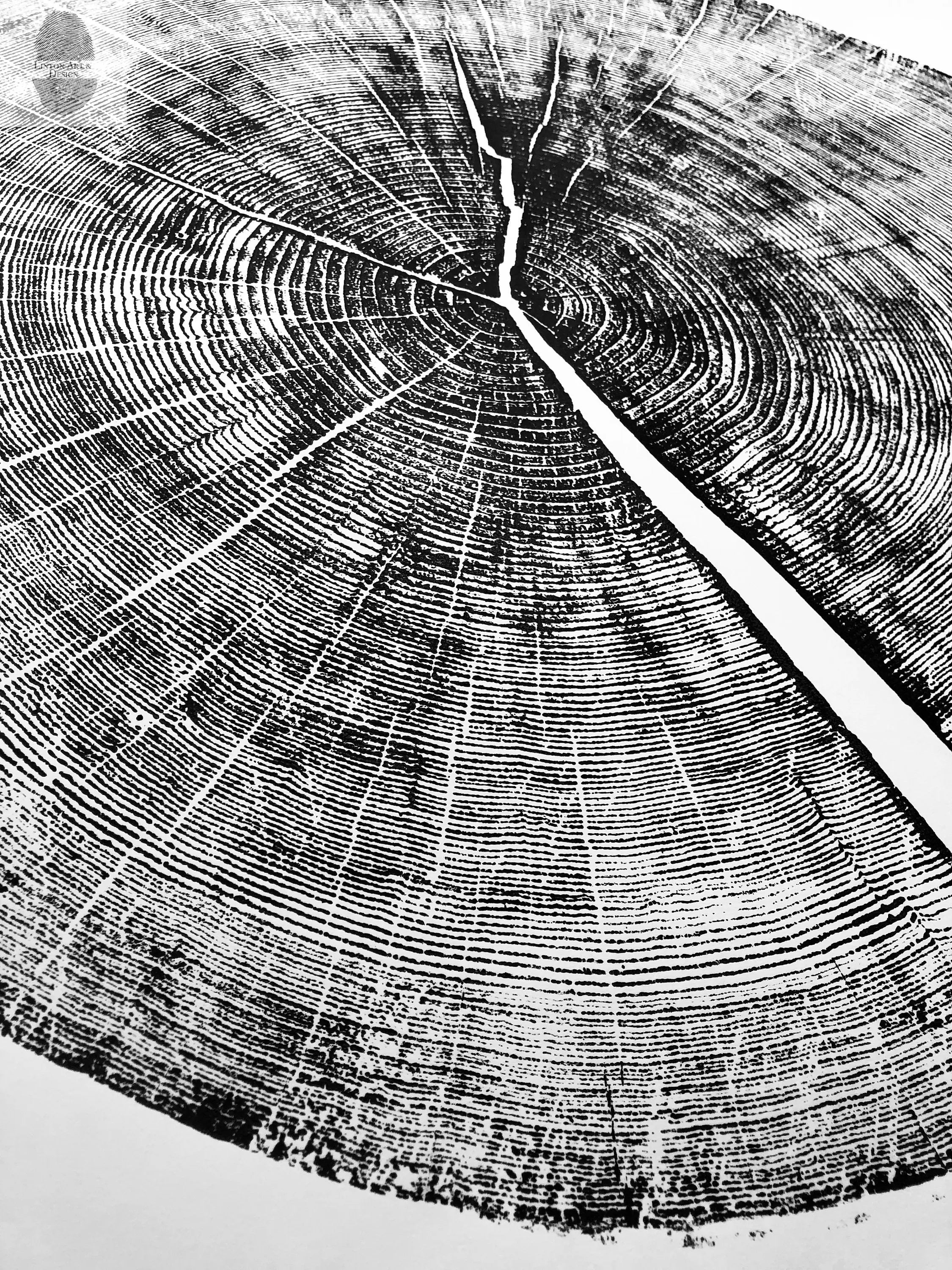 Yosemite National Park, California Pine - 36x36 print