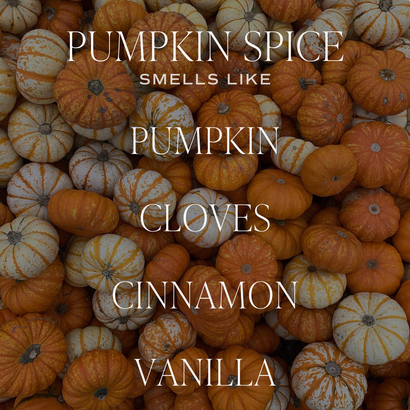 Pile of pumpkins with text describing pumpkin spice scents