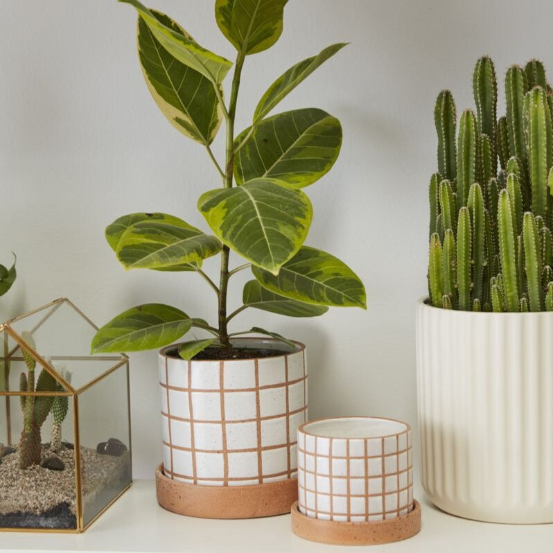With its contrasting colors & geometric grid pattern, the small Gridline Pot lifts up the room with color & texture. This pot with a drainage hole features a textural grid design etched on a brown clay base. The white glazed squares have a smooth feel, while the linework & saucer have a sandy texture. This fun indoor plant pot makes a happy addition to a modern plant shop & home decor.
