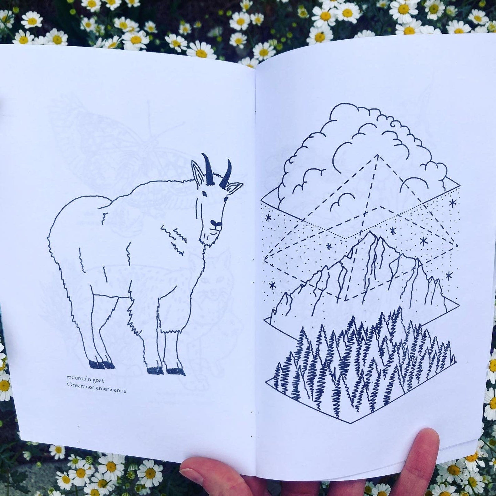 Anna Bugbee Studio Coloring Book
