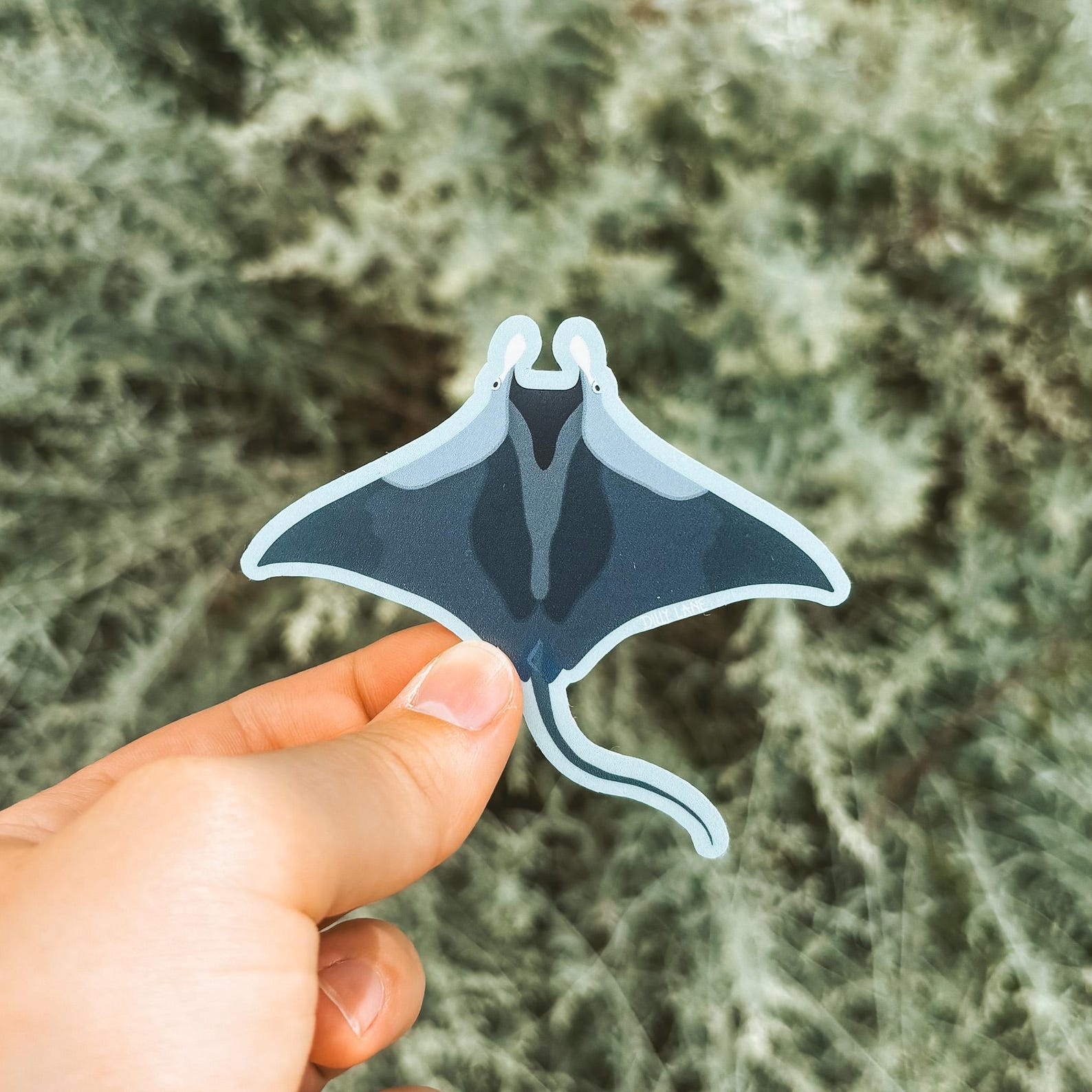 manta ray sticker with baby blue outline
Width: 3.15 inches
Height: 2.75 inches