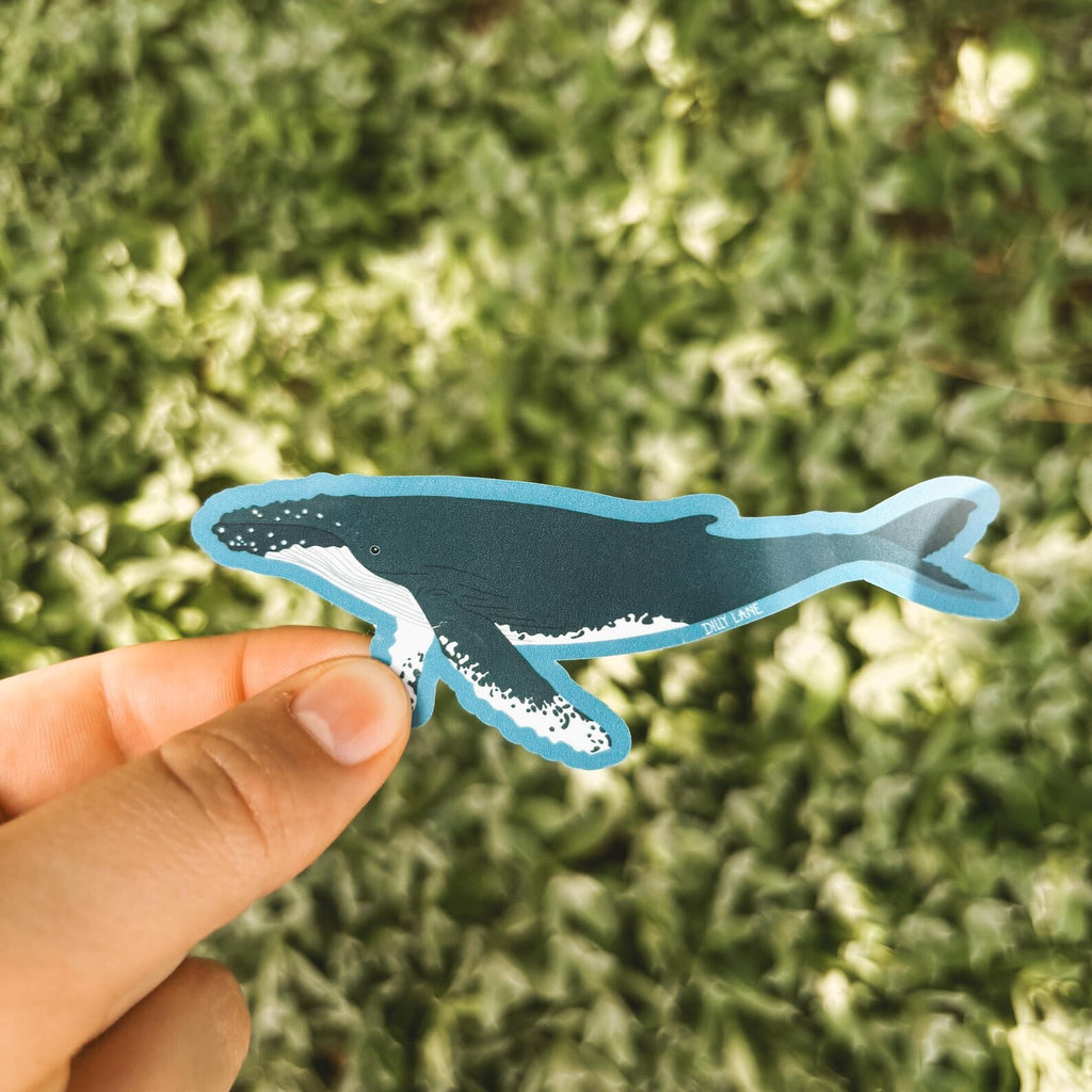 humpback whale sticker with blue outline
Width: 3.75 inches
Height: 1.46 inches