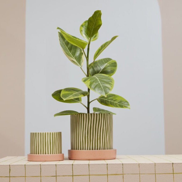 Reminiscent of a watermelon with its playful striped pattern & energizing hues, the small Melancia Pot lifts up the room with color. This pot with a drainage hole features hand painted glossy green vertical stripes on a natural clay base that contrasts nicely with the smooth matte coral pink saucer with a speckled finish. This fun indoor plant pot makes a happy addition to a modern plant shop & home decor.