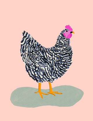 Barred Rock Print